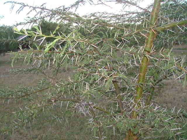 acaciatree.jpg