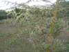 acaciatree_small.jpg