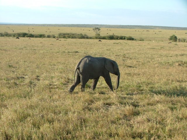 babyelephant2.jpg