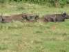 buffalos2_small.jpg
