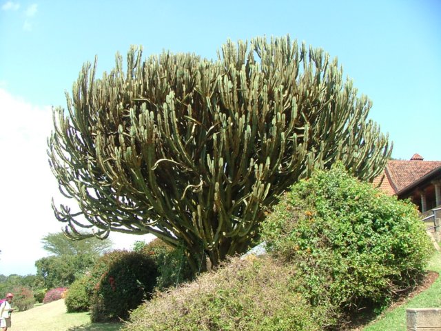 cactustree.jpg