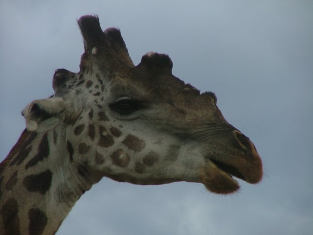 closeupofhead.jpg