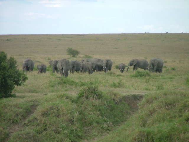 elephantherd.jpg