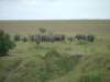 elephantherd_small.jpg
