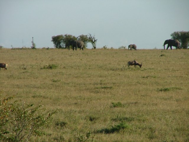 elephants.jpg