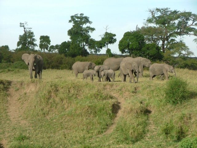 elephants2.jpg