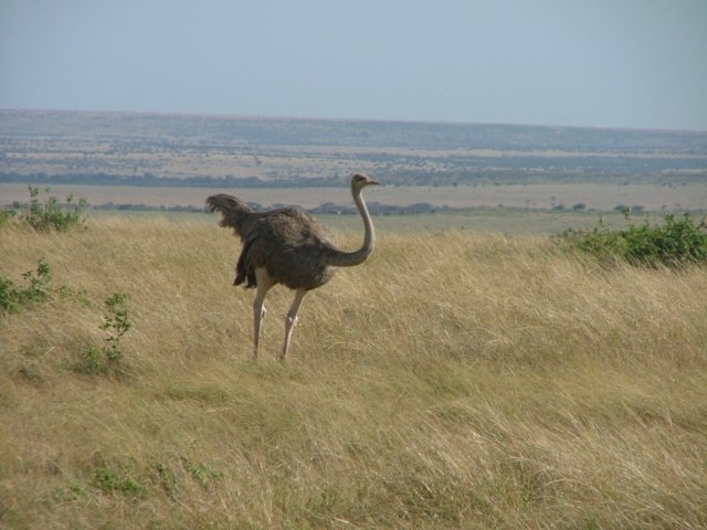 femaleostrich.jpg