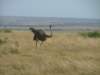 femaleostrich_small.jpg