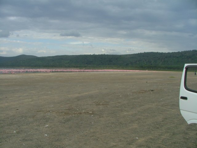 flamingos2.jpg