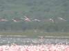 flamingos7_small.jpg