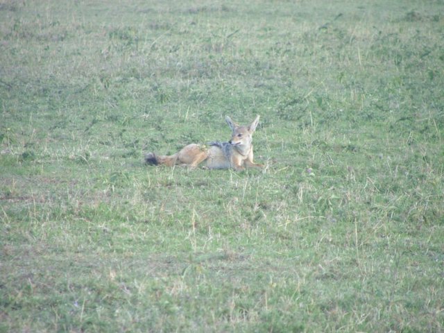 fox.jpg