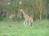 giraffe2_small.jpg