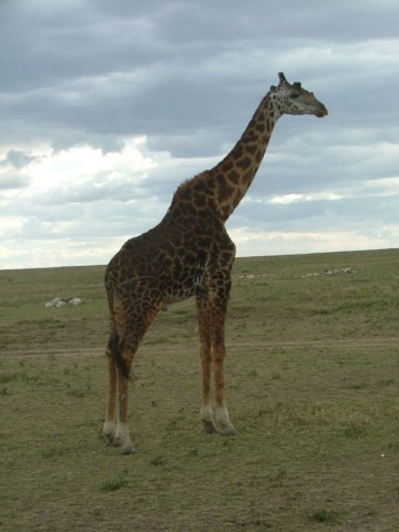 giraffe3.jpg