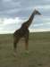 giraffe3_small.jpg