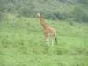 giraffe_small.jpg