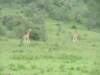 giraffes_small.jpg