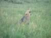 hyena_small.jpg