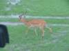 impala_small.jpg