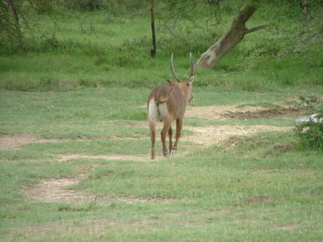impalaantelope.jpg