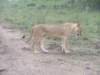lion_small.jpg