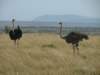 maleandfemalostrich_small.jpg