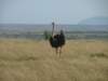 ostrich_small.jpg