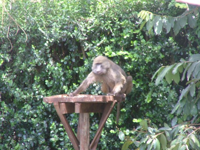 pavianmonkey.jpg