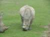 rhino2_small.jpg
