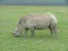 rhino4_small.jpg