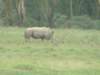 rhino_small.jpg