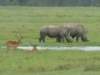 rhinocerosandimpalas_small.jpg