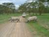rhinosandtourists_small.jpg