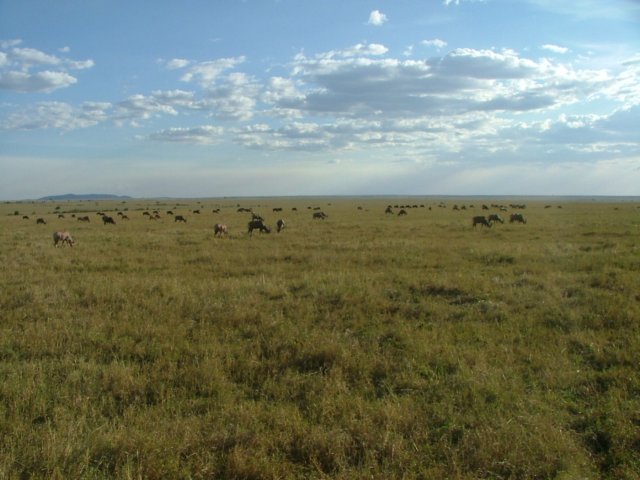 thewideexpanseofthepark.jpg