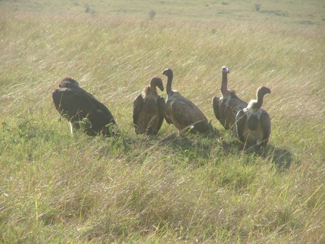 vultures3.jpg