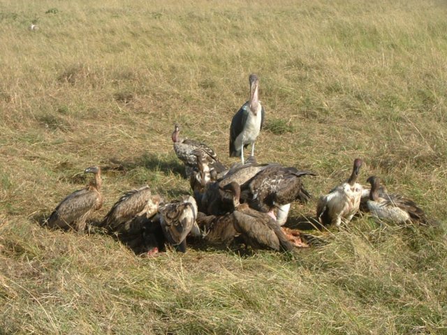 vulturesandmarabu2.jpg