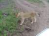 younglion2_small.jpg