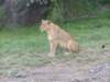 younglion3_small.jpg