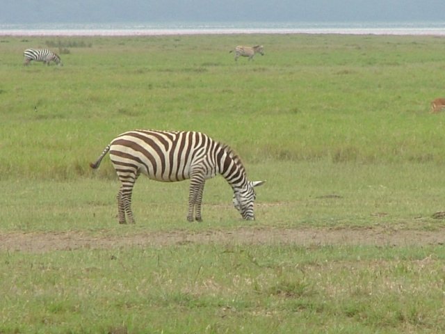 zebra.jpg