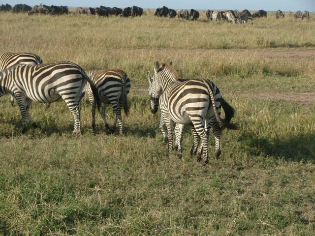 zebras3.jpg